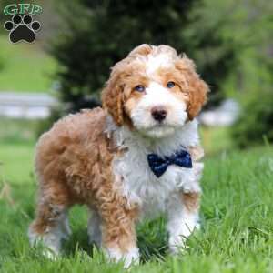 Chance, Mini Bernedoodle Puppy